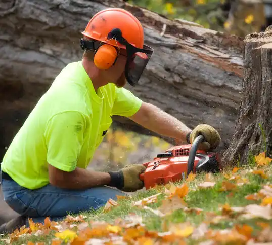 tree services Creedmoor